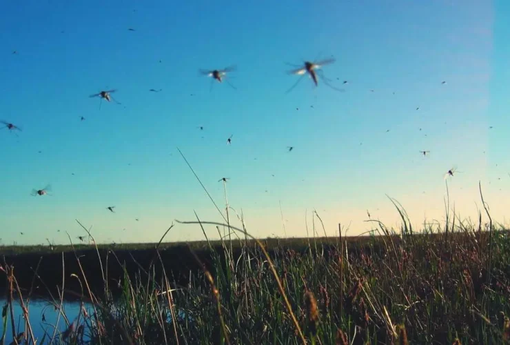 mosquitos