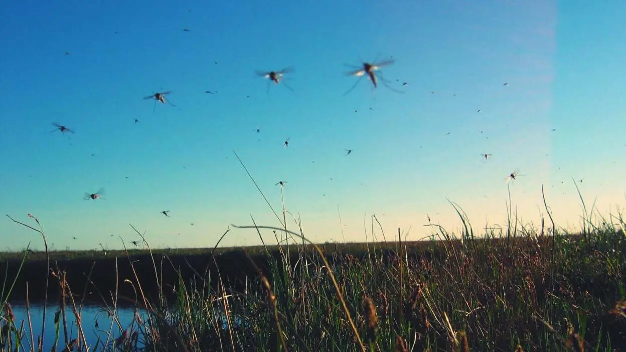 mosquitos