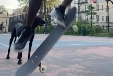 skate