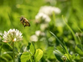 Como começar um 'Bee Lawn' (e por que você deve fazer isso) 9 Bee Lawn