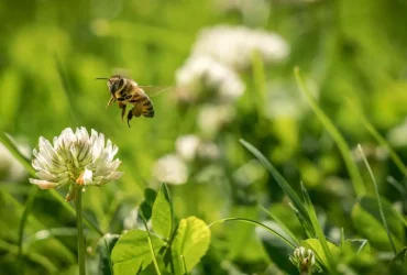 Como começar um 'Bee Lawn' (e por que você deve fazer isso) 5 Bee Lawn