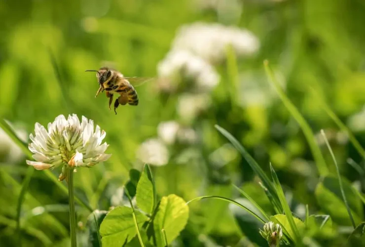 Bee Lawn