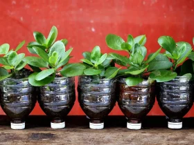 Use este aplicativo gratuito para encontrar trocas de plantas gratuitas em sua área