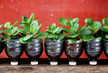 Use este aplicativo gratuito para encontrar trocas de plantas gratuitas em sua área 3 Use este aplicativo gratuito para encontrar trocas de plantas gratuitas em sua área