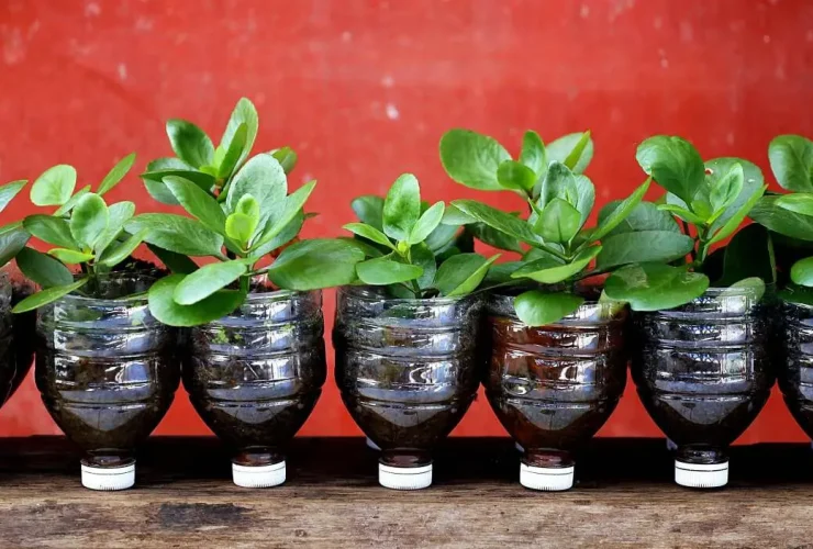 Use este aplicativo gratuito para encontrar trocas de plantas gratuitas em sua área