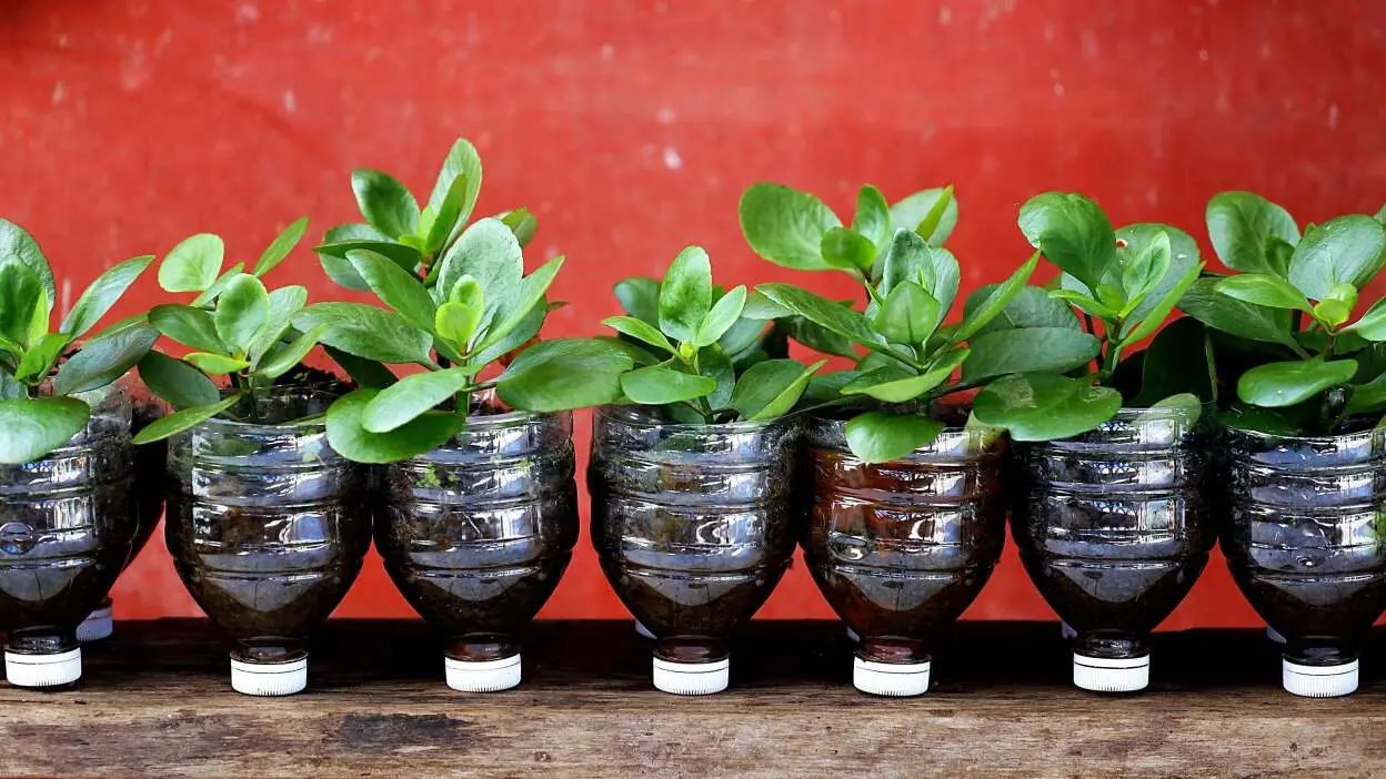 Use este aplicativo gratuito para encontrar trocas de plantas gratuitas em sua área