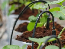 Economize tempo e dinheiro com sua própria irrigação por gotejamento no jardim 3 dinheiro