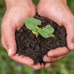 hands holding soil with organic plant 23 2148488561