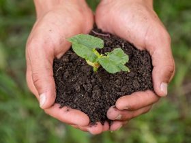 Tudo o que Você Precisa Saber Para Começar a Plantar em Pequenos Espaços 6 hands holding soil with organic plant 23 2148488561