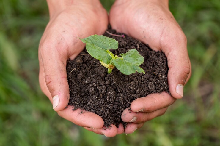 hands holding soil with organic plant 23 2148488561