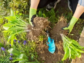 Como dividir plantas perenes e por que você deve fazê-lo 9 plantas