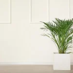 plantas de casa
