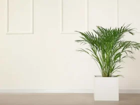 As melhores (e piores) plantas de casa para pessoas com alergias 1 plantas de casa