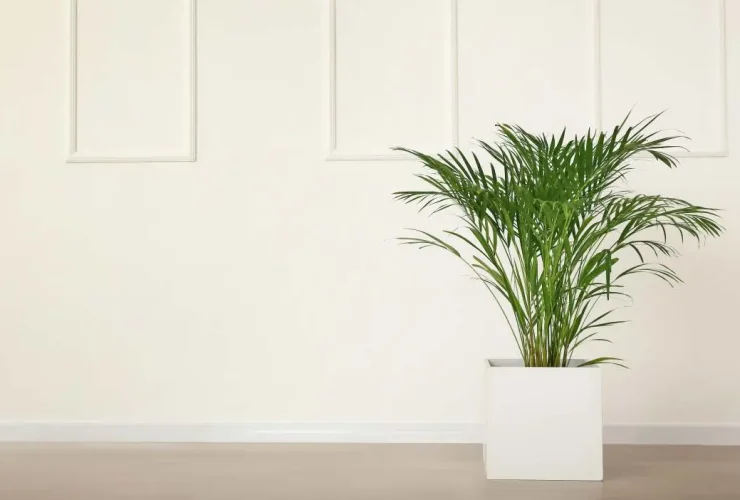 plantas de casa