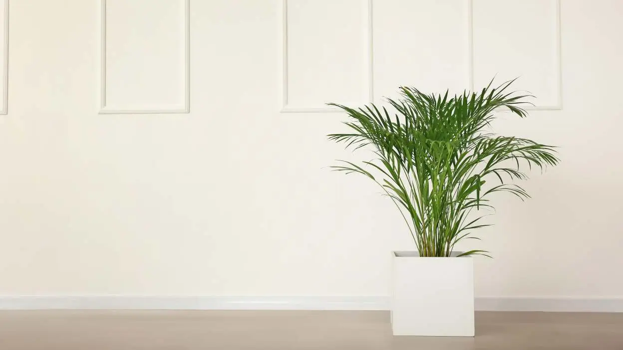 plantas de casa