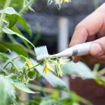 Os quatro melhores métodos para polinizar plantas manualmente