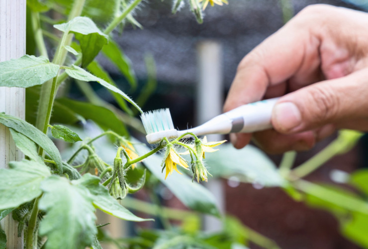 Os quatro melhores métodos para polinizar plantas manualmente