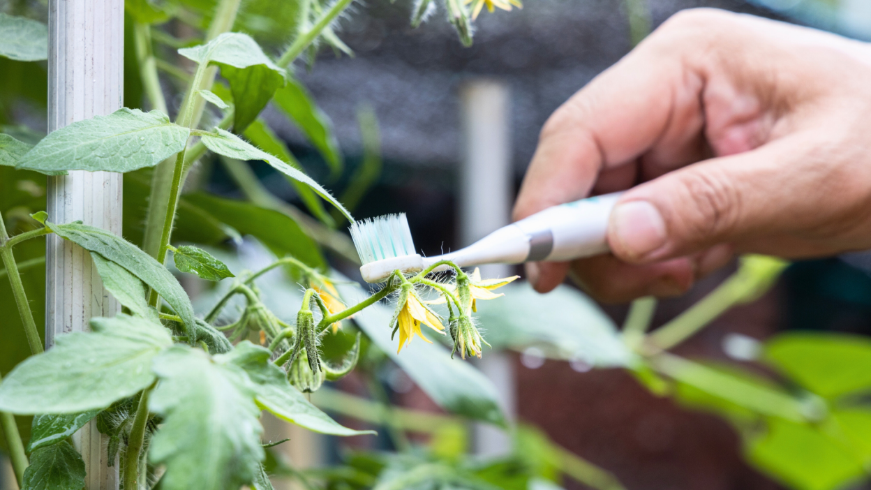 Os quatro melhores métodos para polinizar plantas manualmente