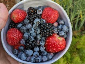 Como obter a melhor produção de frutas de suas plantas e árvores 9 árvores