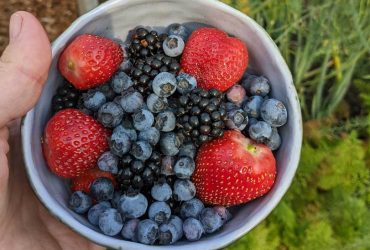 Como obter a melhor produção de frutas de suas plantas e árvores 5 árvores