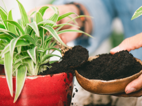 Quando você deve (e não deve) usar borra de café no jardim 5 café no jardim