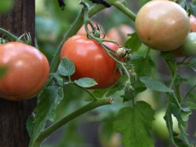 Você ainda pode plantar essas culturas após a temporada de tomate 3 culturas