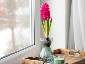 Como cultivar tulipas e outras flores da primavera dentro de casa neste inverno 6 inverno