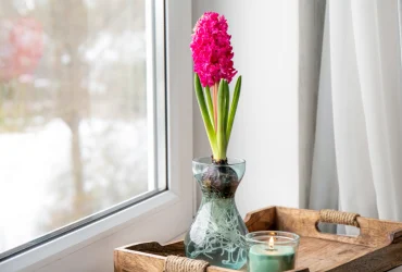 Como cultivar tulipas e outras flores da primavera dentro de casa neste inverno 5 inverno