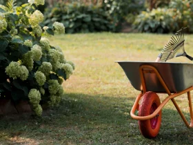 As três tarefas de jardinagem que faço toda semana 14 jardinagem