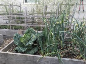 12 das melhores plantas perenes comestíveis para plantar em seu jardim 6 plantas