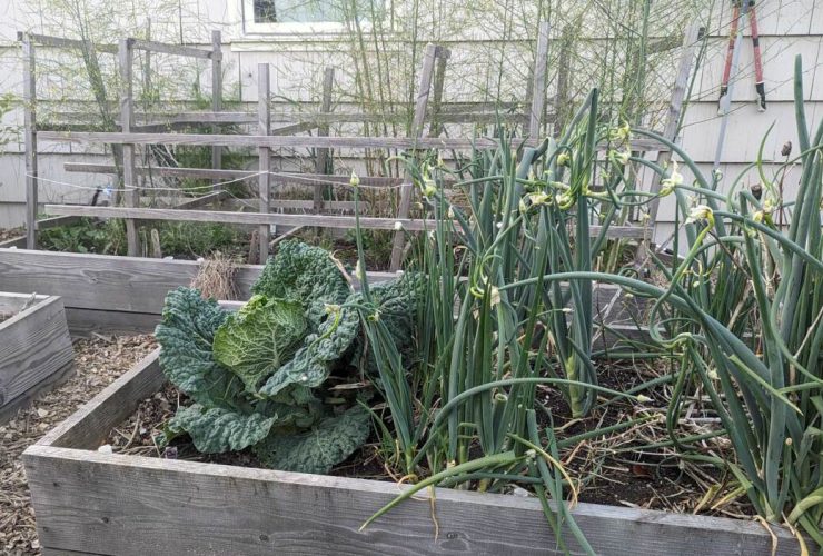 plantas
