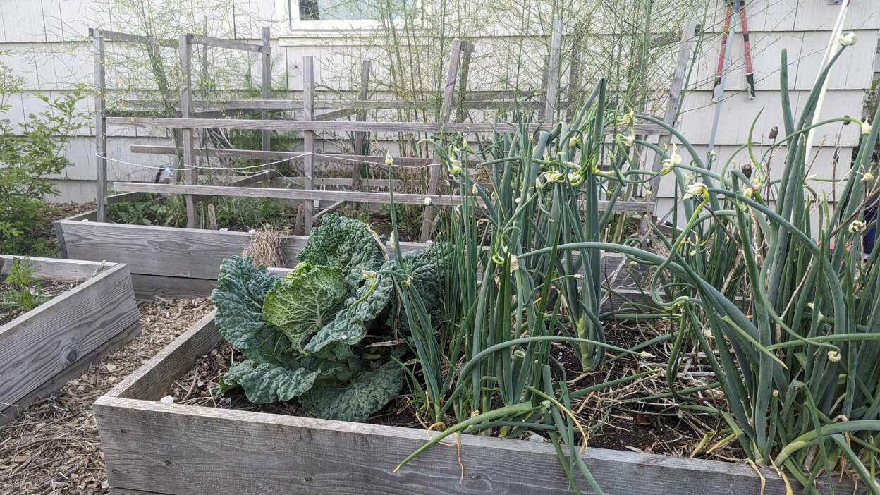 plantas