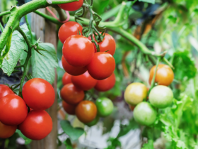 Ainda não é tarde para plantar essas frutas e vegetais de verão 1 vegetais