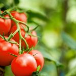 tomates