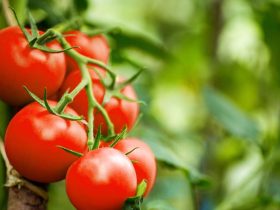 tomates