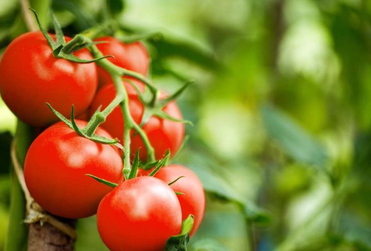 tomates