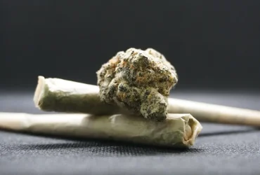 A Colombian Gold é sativa ou indica? 5 maconha back