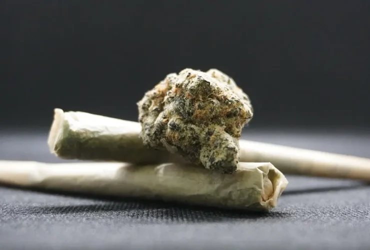 maconha back